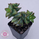 Crassula rupestris 'High Voltage'