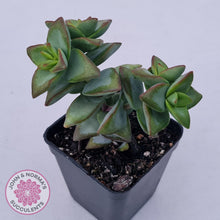 Load image into Gallery viewer, Crassula rupestris &#39;High Voltage&#39; - John &amp; Norma&#39;s Succulents Australia
