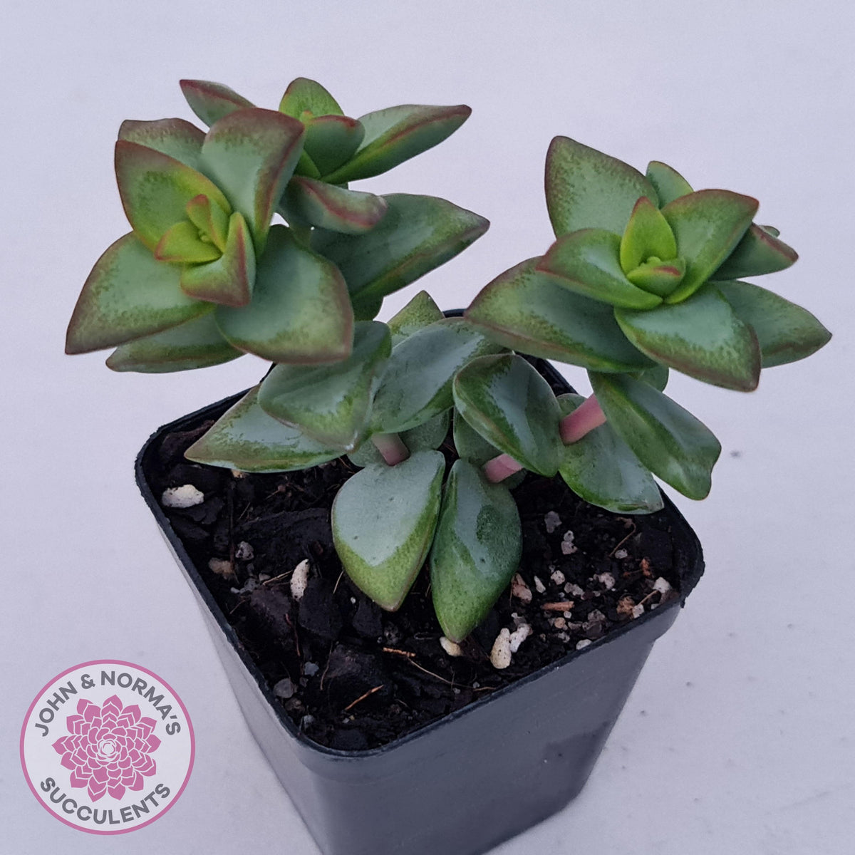Crassula rupestris 'High Voltage'