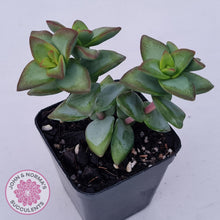 Load image into Gallery viewer, Crassula rupestris &#39;High Voltage&#39; - John &amp; Norma&#39;s Succulents Australia
