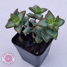 Load image into Gallery viewer, Crassula rupestris &#39;High Voltage&#39; - John &amp; Norma&#39;s Succulents Australia
