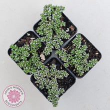 Load image into Gallery viewer, Crassula corallina
