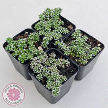 Load image into Gallery viewer, Crassula corallina
