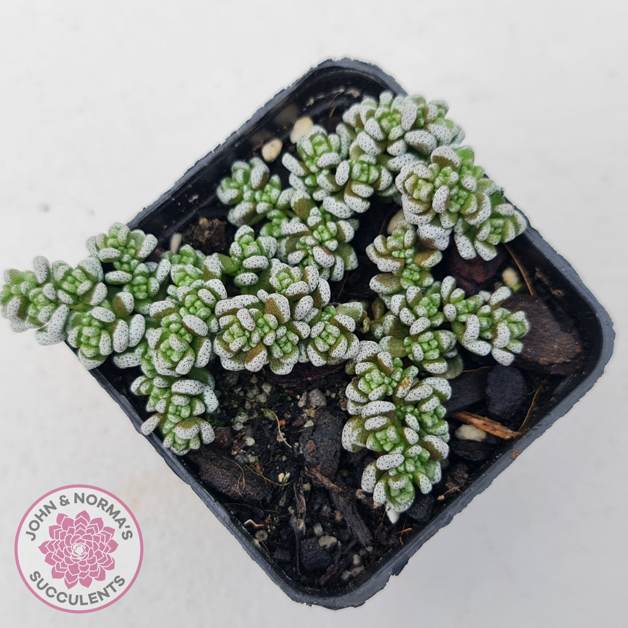 crassula coastal coral succulent Buy Crassula corallina Australia