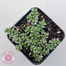 Load image into Gallery viewer, Crassula corallina
