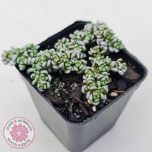 Load image into Gallery viewer, Crassula corallina
