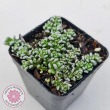 Load image into Gallery viewer, Crassula corallina
