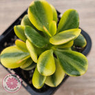Crassula ovata 'Crosby's Compact' Variegata