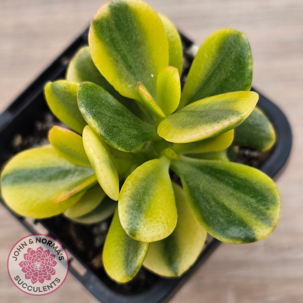 Crassula ovata 'Crosby's Compact' Variegata