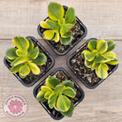 Crassula ovata 'Crosby's Compact' Variegata