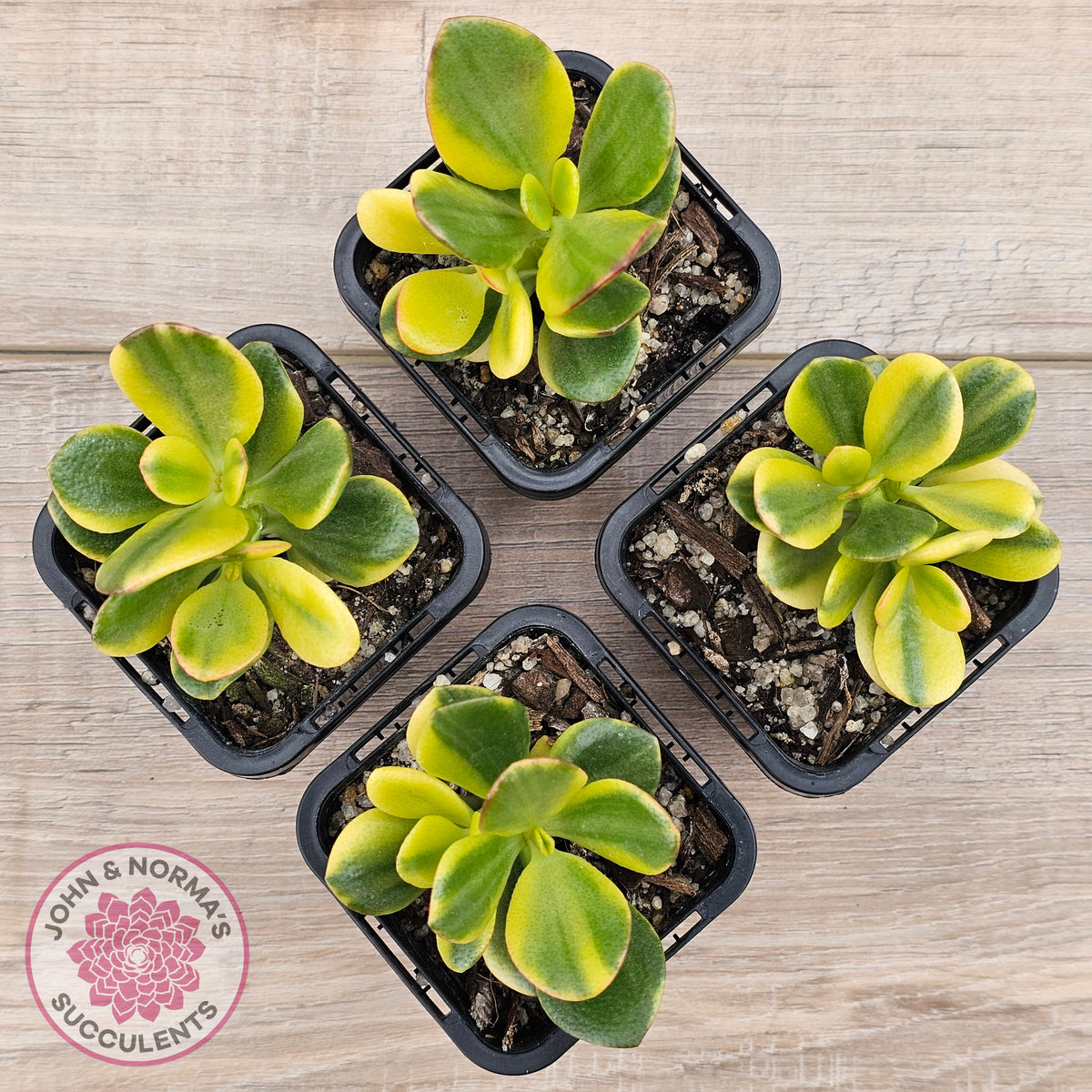 Crassula ovata 'Crosby's Compact' Variegata