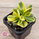 Crassula ovata 'Crosby's Compact' Variegata