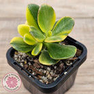 Crassula ovata 'Crosby's Compact' Variegata