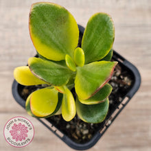 Load image into Gallery viewer, Crassula ovata &#39;Crosby&#39;s Compact&#39; Variegata
