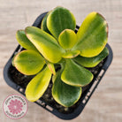 Crassula ovata 'Crosby's Compact' Variegata
