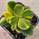 Crassula ovata 'Crosby's Compact' Variegata