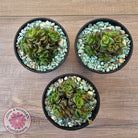 Crassula Dorothy