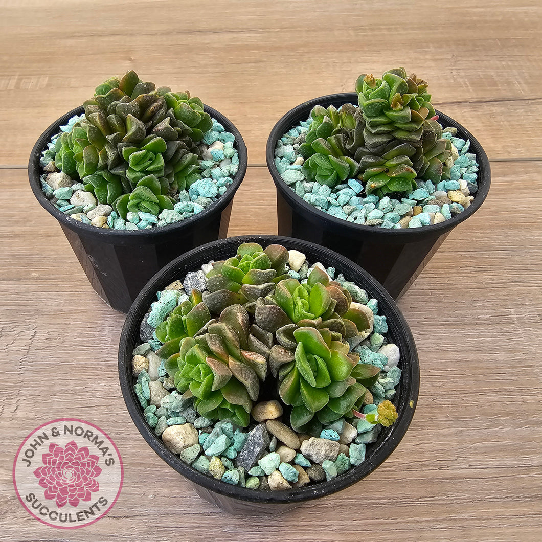 Crassula Dorothy