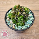 Crassula Dorothy