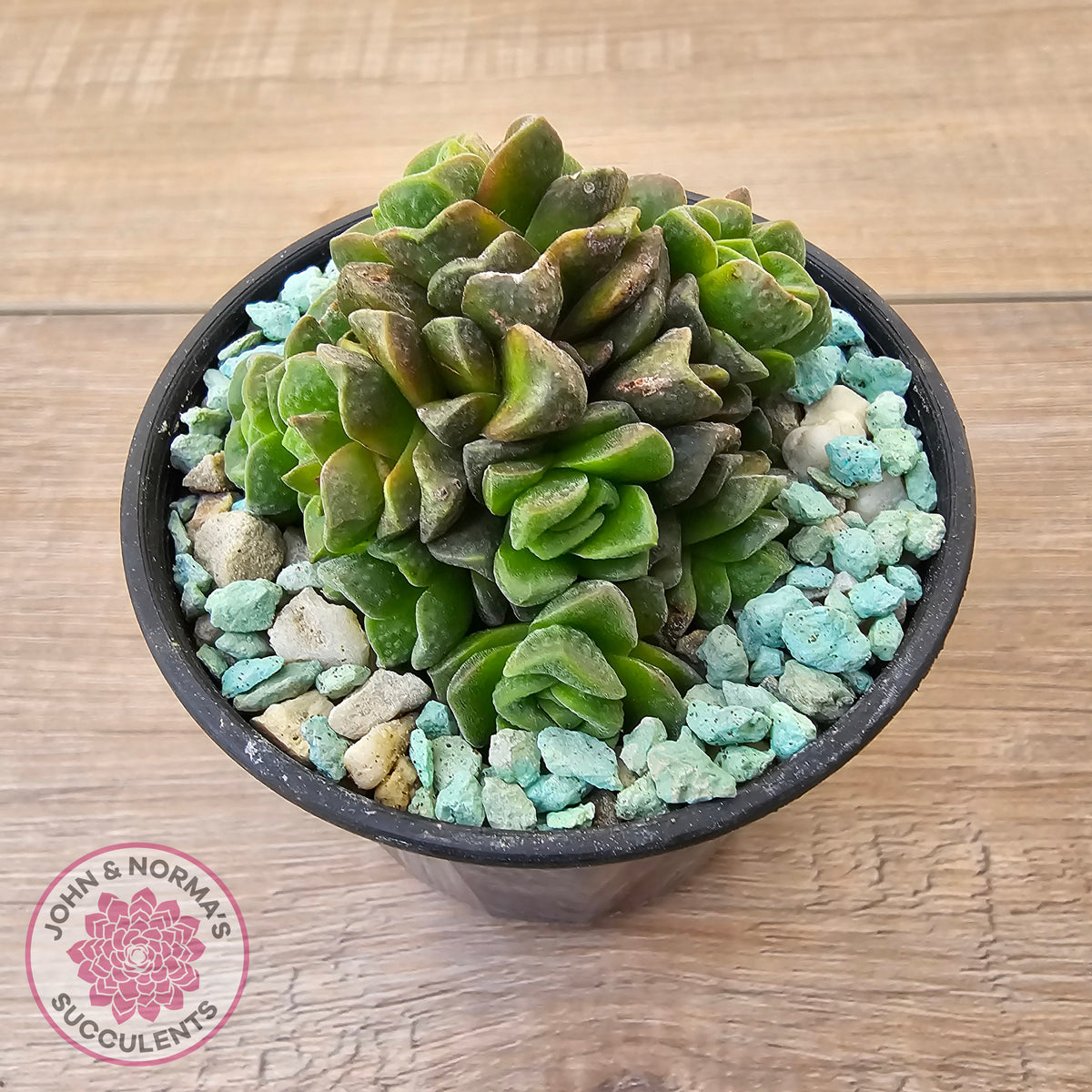 Crassula Dorothy