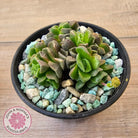 Crassula Dorothy