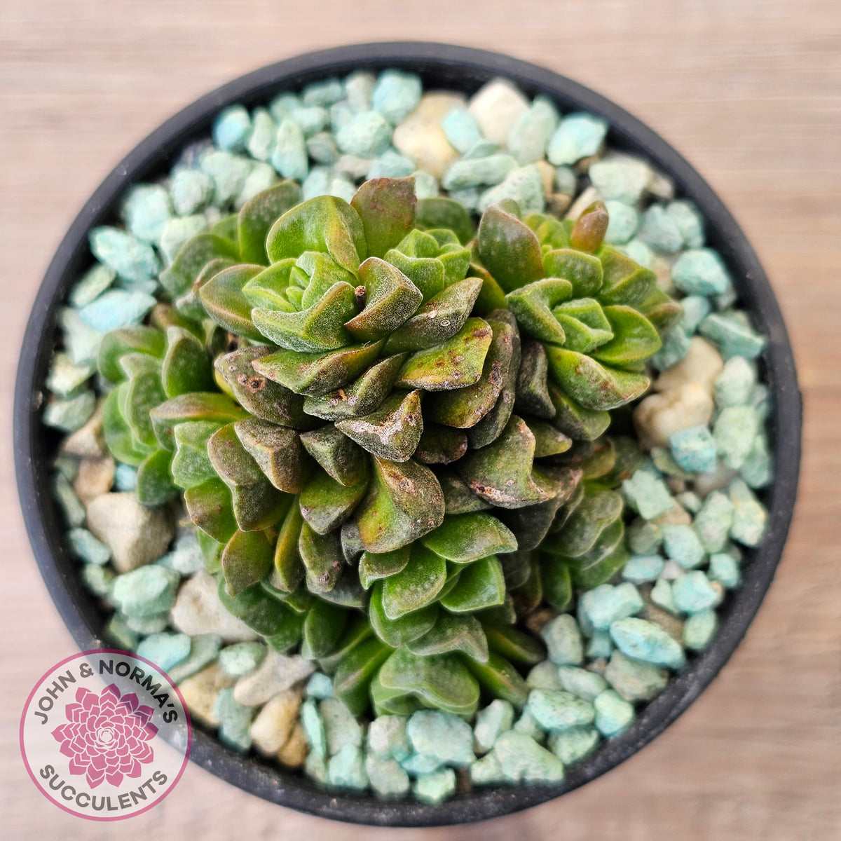 Crassula Dorothy