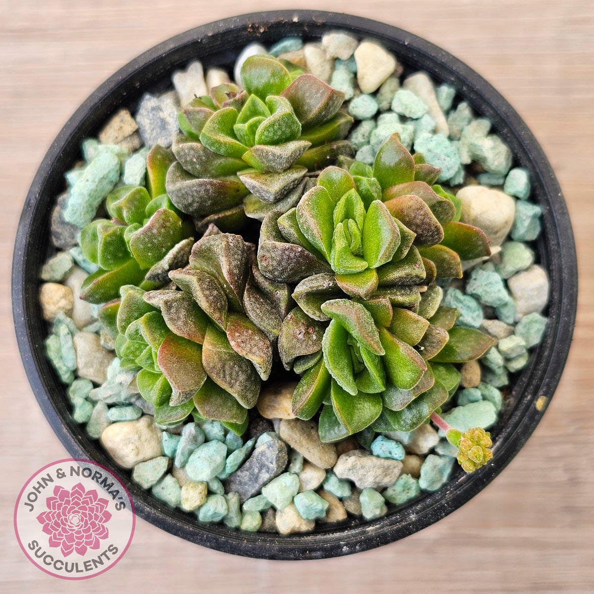 Crassula Dorothy