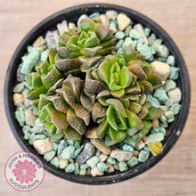 Load image into Gallery viewer, Crassula Dorothy
