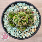 Crassula Dorothy