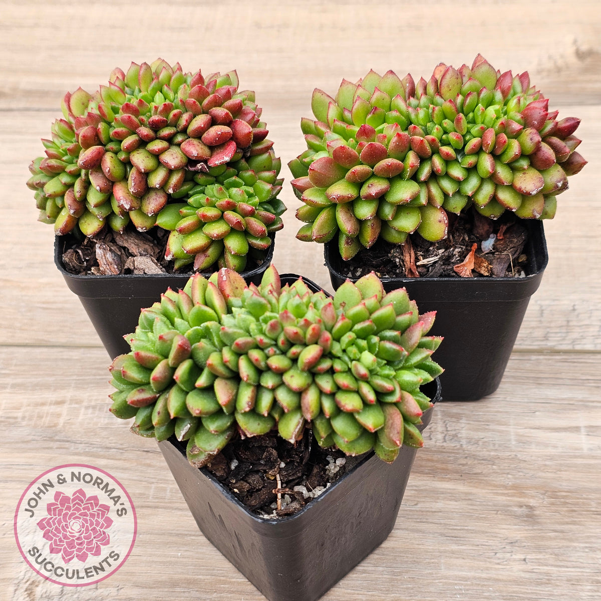 Cremneria 'Chubbs' Crested