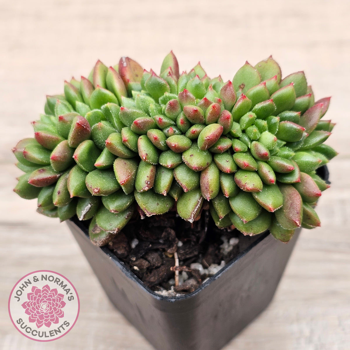 Cremneria 'Chubbs' Crested