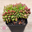 Cremneria 'Chubbs' Crested