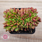 Cremneria 'Chubbs' Crested