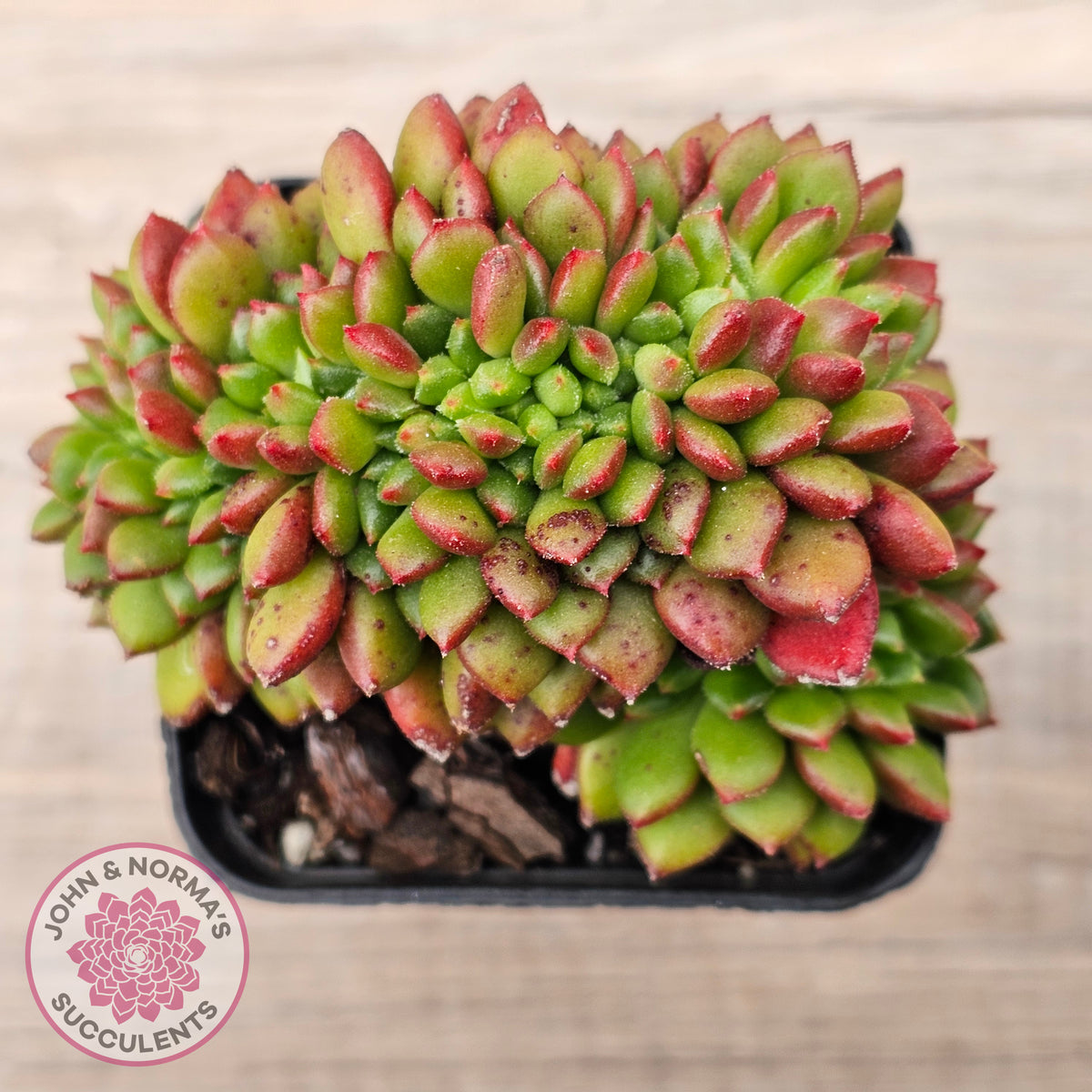 Cremneria 'Chubbs' Crested