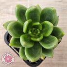 Cremneria 'Scaphylla'