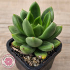 Cremneria 'Scaphylla'