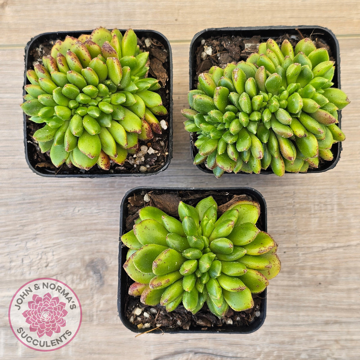Cremneria 'Chubbs' Crested