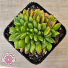 Cremneria 'Chubbs' Crested