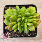 Cremneria 'Chubbs' Crested