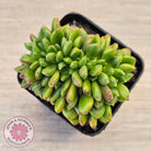 Cremneria 'Chubbs' Crested