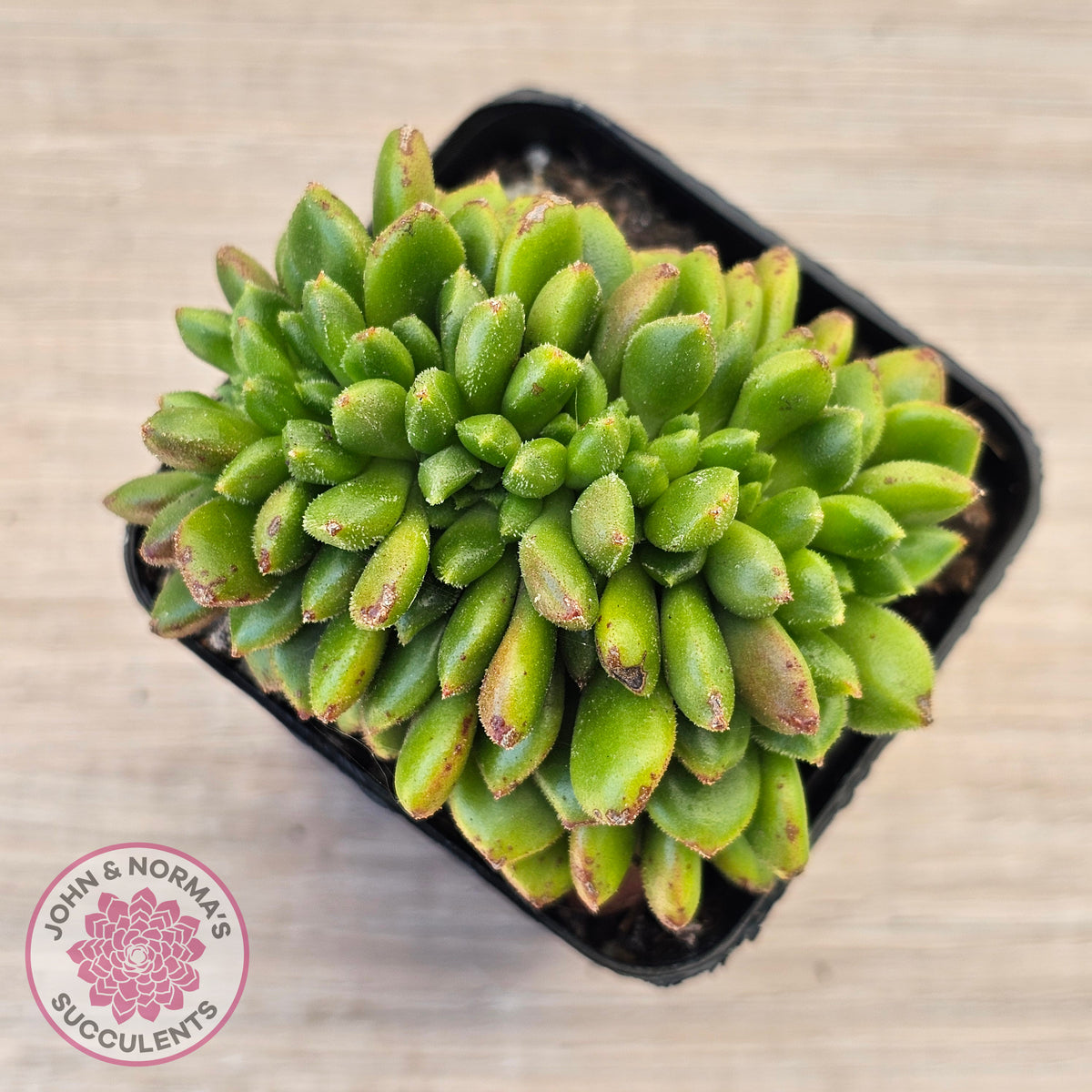 Cremneria 'Chubbs' Crested