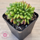 Cremneria 'Chubbs' Crested