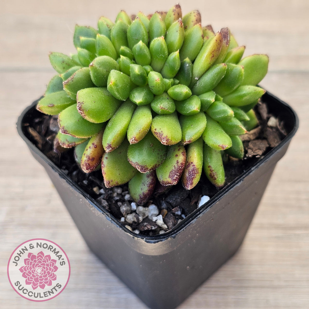 Cremneria 'Chubbs' Crested