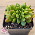 Cremneria 'Chubbs' Crested