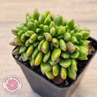Cremneria 'Chubbs' Crested