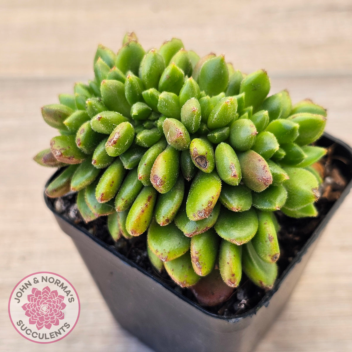 Cremneria 'Chubbs' Crested