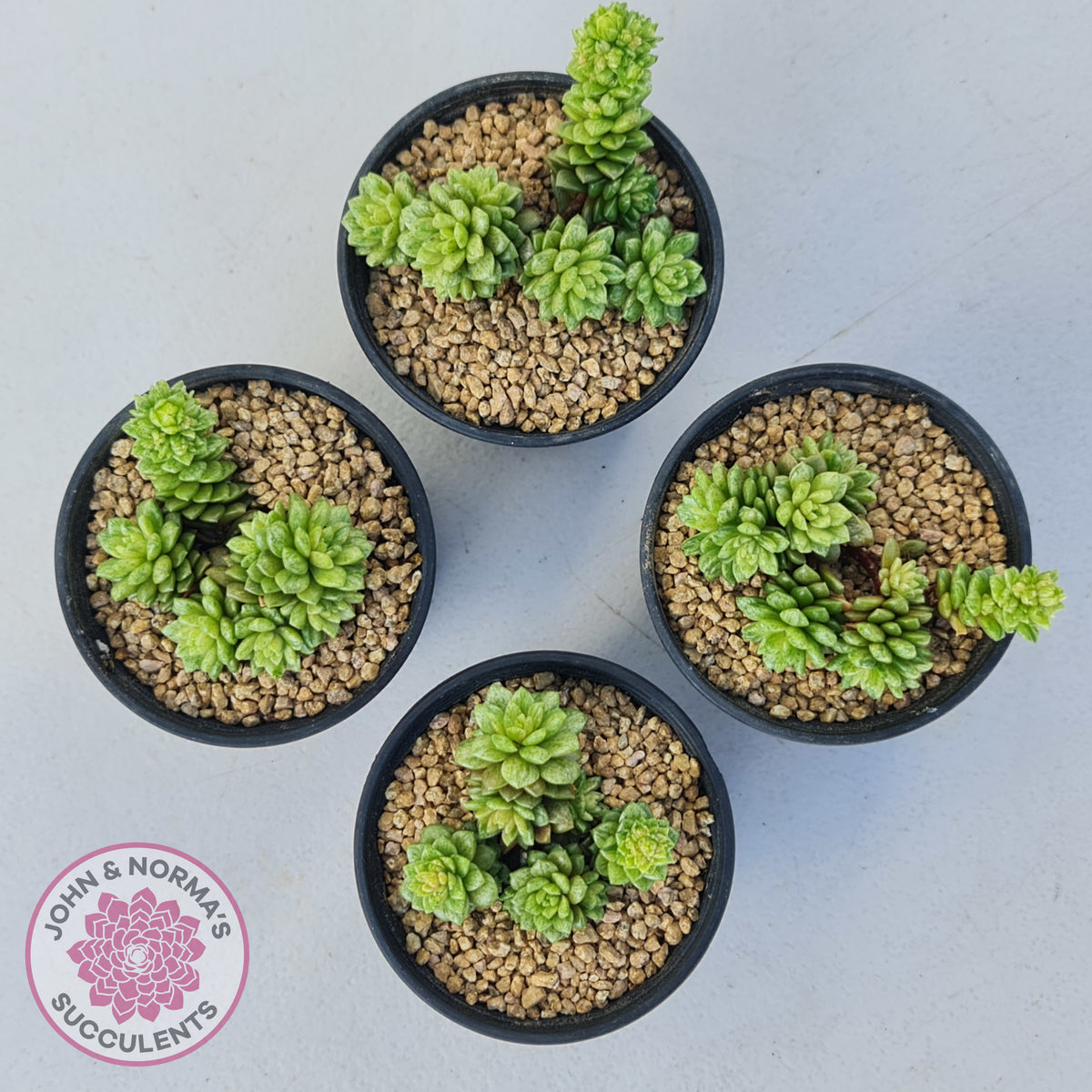 Cremnosedum Little Gem Variegata