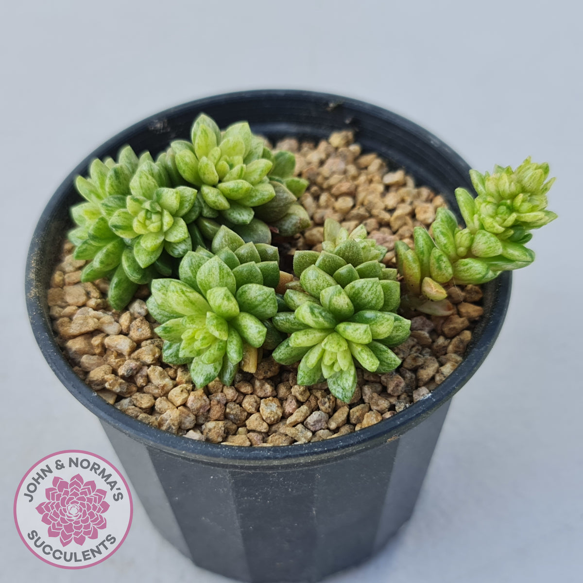Cremnosedum Little Gem Variegata