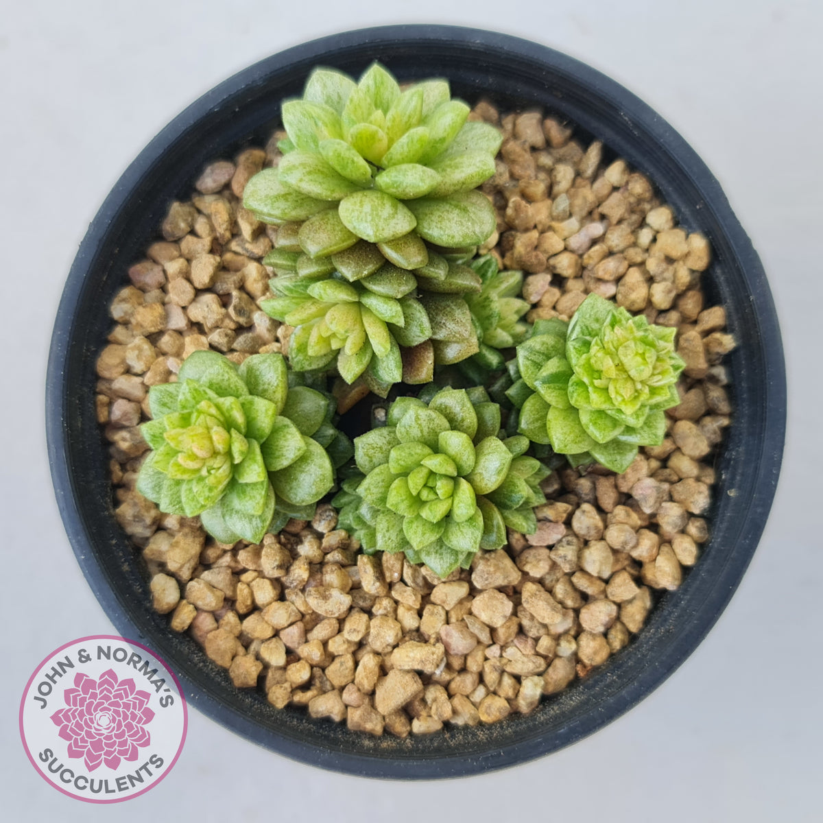 Cremnosedum Little Gem Variegata