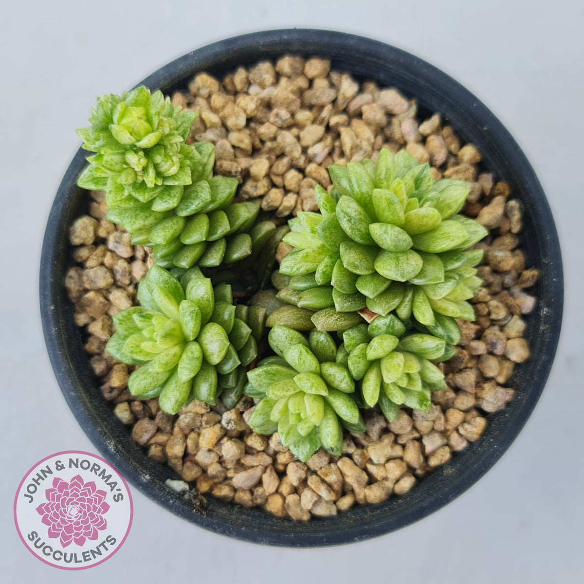 Cremnosedum Little Gem Variegata